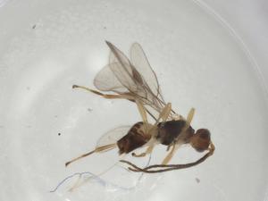  (Mirax Malaise4862 - CBG-A05570-A08)  @11 [ ] CreativeCommons - Attribution (2023) Centre for Biodiversity Genomics Centre for Biodiversity Genomics