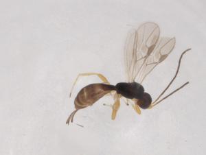  ( - CBG-A06996-A10)  @11 [ ] CreativeCommons - Attribution (2023) Centre for Biodiversity Genomics Centre for Biodiversity Genomics