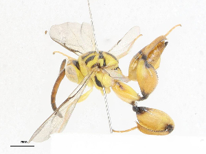  (chalMalaise01 Malaise0696 - CBG-A07046-E09)  @11 [ ] CreativeCommons - Attribution (2023) CBG Photography Group Centre for Biodiversity Genomics