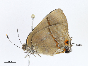  (lycMalaise6101 - CBG-A07047-C06)  @11 [ ] CreativeCommons - Attribution Share - Alike (2023) CBG Photography Group Centre for Biodiversity Genomics