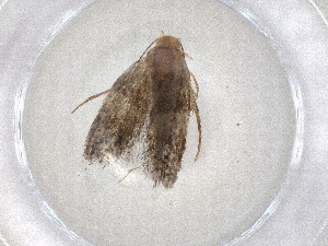  ( - CBG-A08219-C09)  @11 [ ] CreativeCommons - Attribution (2023) Centre for Biodiversity Genomics Centre for Biodiversity Genomics