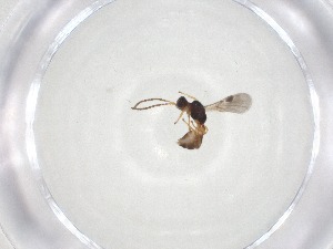  ( - CBG-A08220-E04)  @11 [ ] CreativeCommons - Attribution (2023) Centre for Biodiversity Genomics Centre for Biodiversity Genomics