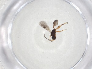  (Leiophron Malaise9086 - CBG-A08220-F06)  @11 [ ] CreativeCommons - Attribution (2023) Centre for Biodiversity Genomics Centre for Biodiversity Genomics