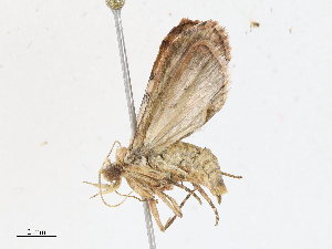  (EpiMalaise01 - CBG-A10799-A04)  @11 [ ] CreativeCommons - Attribution Share - Alike (2023) CBG Photography Group Centre for Biodiversity Genomics
