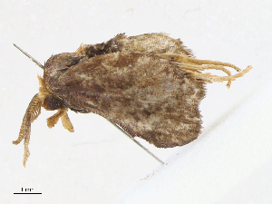  (Natada Malaise1764 - CBG-A10802-D06)  @11 [ ] CreativeCommons - Attribution Share - Alike (2023) CBG Photography Group Centre for Biodiversity Genomics