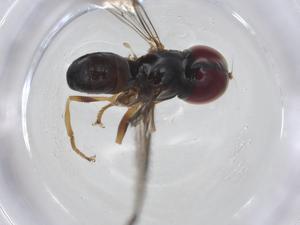  ( - CBG-A11548-F03)  @11 [ ] CreativeCommons - Attribution Share - Alike (2023) Centre for Biodiversity Genomics Centre for Biodiversity Genomics