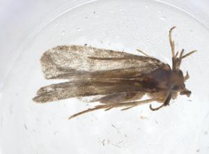  ( - CBG-A11571-B01)  @11 [ ] CreativeCommons - Attribution Share - Alike (2023) Centre for Biodiversity Genomics Centre for Biodiversity Genomics