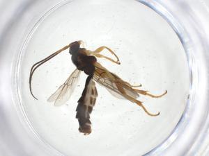  ( - CBG-A11573-H04)  @11 [ ] CreativeCommons - Attribution Share - Alike (2023) Centre for Biodiversity Genomics Centre for Biodiversity Genomics