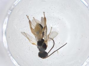  ( - CBG-A11581-F09)  @11 [ ] CreativeCommons - Attribution Share - Alike (2023) Centre for Biodiversity Genomics Centre for Biodiversity Genomics