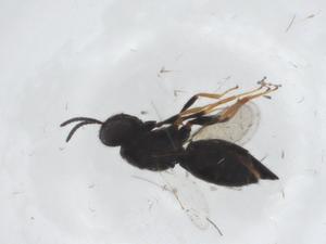  (chalMalaise01 malaise0378 - CBG-A11584-C04)  @11 [ ] CreativeCommons - Attribution Share - Alike (2023) Centre for Biodiversity Genomics Centre for Biodiversity Genomics