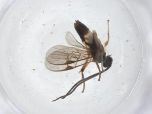  ( - CBG-A11587-A09)  @11 [ ] CreativeCommons - Attribution Share - Alike (2023) Centre for Biodiversity Genomics Centre for Biodiversity Genomics
