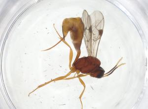  ( - CBG-A11589-H07)  @11 [ ] CreativeCommons - Attribution Share - Alike (2023) Centre for Biodiversity Genomics Centre for Biodiversity Genomics