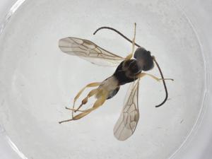  (Leptodrepana Malaise4226 - CBG-A12203-A05)  @11 [ ] CreativeCommons - Attribution Share - Alike (2023) Centre for Biodiversity Genomics Centre for Biodiversity Genomics