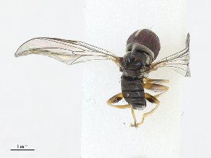  (Cephalosphaera sp. CR4 - CBG-A13265-F09)  @11 [ ] CreativeCommons - Attribution Share - Alike (2023) CBG Photography Group Centre for Biodiversity Genomics