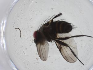  ( - CBG-A13697-F08)  @11 [ ] CreativeCommons - Attribution Share - Alike (2023) Centre for Biodiversity Genomics Centre for Biodiversity Genomics
