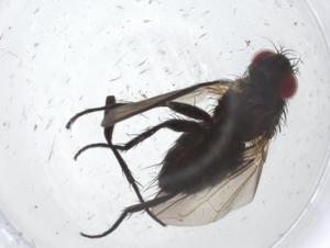  ( - CBG-A13698-A01)  @11 [ ] CreativeCommons - Attribution Share - Alike (2023) Centre for Biodiversity Genomics Centre for Biodiversity Genomics