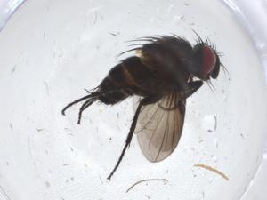  ( - CBG-A13698-C12)  @11 [ ] CreativeCommons - Attribution Share - Alike (2023) Centre for Biodiversity Genomics Centre for Biodiversity Genomics