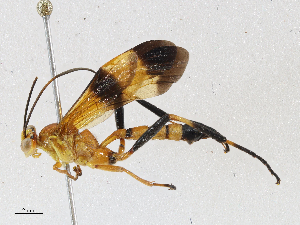  (ichJanzen01 Janzen0522 - CBG-A02856-E11)  @11 [ ] CreativeCommons - Attribution (2023) CBG Photography Group Centre for Biodiversity Genomics