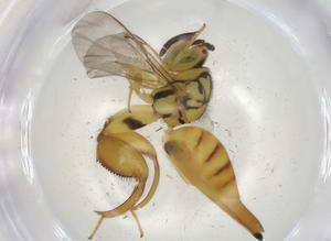  (chalJanzen01 malaise1372 - CBG-A03119-F10)  @11 [ ] CreativeCommons - Attribution (2023) Centre for Biodiversity Genomics Centre for Biodiversity Genomics