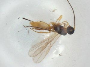  (Heterospilus Malaise0290 - CBG-A03121-B06)  @11 [ ] CreativeCommons - Attribution (2023) Centre for Biodiversity Genomics Centre for Biodiversity Genomics