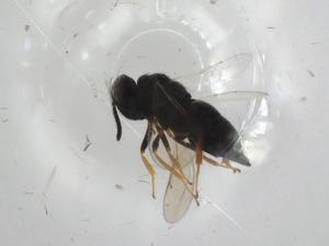  ( - CBG-A03121-C08)  @11 [ ] CreativeCommons - Attribution (2023) Centre for Biodiversity Genomics Centre for Biodiversity Genomics