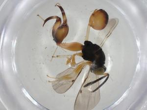  (chalMalaise01 Malaise1453 - CBG-A03121-D11)  @11 [ ] CreativeCommons - Attribution (2023) Centre for Biodiversity Genomics Centre for Biodiversity Genomics