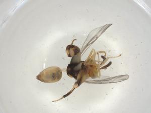  (chalMalaise01 Malaise7156 - CBG-A03143-B03)  @11 [ ] CreativeCommons - Attribution (2023) Centre for Biodiversity Genomics Centre for Biodiversity Genomics