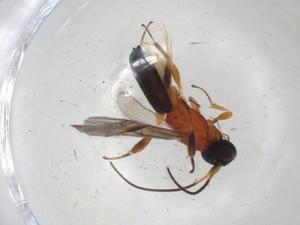  (Leptodrepana Malaise4553 - CBG-A03144-G08)  @11 [ ] CreativeCommons - Attribution (2023) Centre for Biodiversity Genomics Centre for Biodiversity Genomics