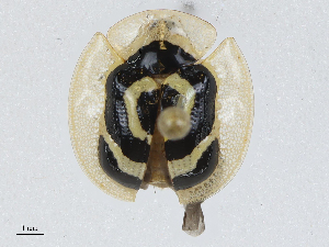  ( - CBG-A04466-B07)  @11 [ ] CreativeCommons - Attribution (2023) CBG Photography Group Centre for Biodiversity Genomics
