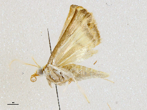  ( - CBG-A04471-G05)  @11 [ ] CreativeCommons - Attribution (2023) CBG Photography Group Centre for Biodiversity Genomics