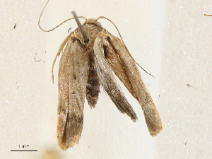  ( - CBG-A04589-A03)  @11 [ ] CreativeCommons - Attribution (2023) CBG Photography Group Centre for Biodiversity Genomics