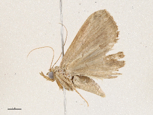  (Carteris Malaise6198 - CBG-A04589-B08)  @11 [ ] CreativeCommons - Attribution (2023) CBG Photography Group Centre for Biodiversity Genomics