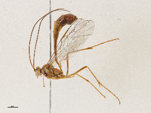  ( - CBG-A04589-C11)  @11 [ ] CreativeCommons - Attribution (2023) CBG Photography Group Centre for Biodiversity Genomics