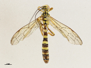  ( - CBG-A04590-F01)  @11 [ ] CreativeCommons - Attribution (2023) CBG Photography Group Centre for Biodiversity Genomics