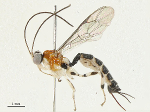  ( - CBG-A04591-H02)  @11 [ ] CreativeCommons - Attribution (2023) CBG Photography Group Centre for Biodiversity Genomics