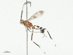  ( - CBG-A04591-H11)  @11 [ ] CreativeCommons - Attribution (2023) CBG Photography Group Centre for Biodiversity Genomics