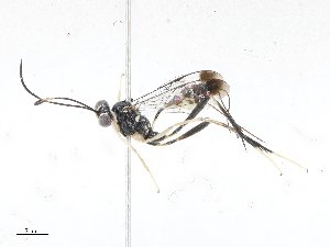  (ichJanzen01 Malaise2060 - CBG-A04593-G10)  @11 [ ] CreativeCommons - Attribution (2023) CBG Photography Group Centre for Biodiversity Genomics