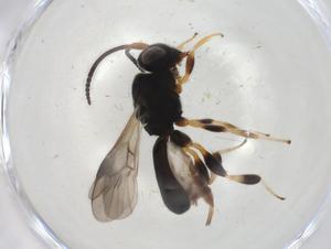  (Chelonus malaise9592 - CBG-A04836-G06)  @11 [ ] CreativeCommons - Attribution (2023) Centre for Biodiversity Genomics Centre for Biodiversity Genomics