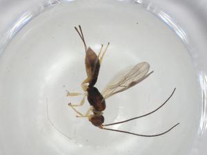  (Heterospilus Malaise1326 - CBG-A04853-E02)  @11 [ ] CreativeCommons - Attribution (2023) Centre for Biodiversity Genomics Centre for Biodiversity Genomics