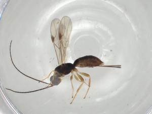  (Heterospilus Malaise2977 - CBG-A04853-F12)  @11 [ ] CreativeCommons - Attribution (2023) Centre for Biodiversity Genomics Centre for Biodiversity Genomics