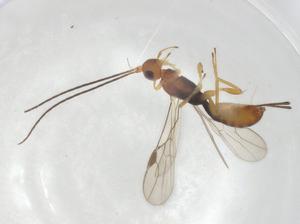  (Heterospilus Malaise6152 - CBG-A05040-A03)  @11 [ ] CreativeCommons - Attribution (2023) Centre for Biodiversity Genomics Centre for Biodiversity Genomics