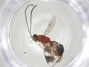  ( - CBG-A05040-H02)  @11 [ ] CreativeCommons - Attribution (2023) Centre for Biodiversity Genomics Centre for Biodiversity Genomics