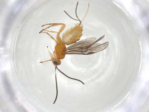  ( - CBG-A05542-H09)  @11 [ ] CreativeCommons - Attribution (2023) Centre for Biodiversity Genomics Centre for Biodiversity Genomics