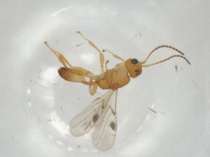  (Leiophron malaise6181 - CBG-A05543-D06)  @11 [ ] CreativeCommons - Attribution (2023) Centre for Biodiversity Genomics Centre for Biodiversity Genomics