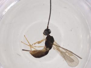  (Heterospilus Malaise7591 - CBG-A05544-A10)  @11 [ ] CreativeCommons - Attribution (2023) Centre for Biodiversity Genomics Centre for Biodiversity Genomics