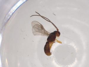  (Allorhogas Malaise5908 - CBG-A05544-G03)  @11 [ ] CreativeCommons - Attribution (2023) Centre for Biodiversity Genomics Centre for Biodiversity Genomics