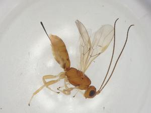  (Allorhogas Malaise6364 - CBG-A05545-E02)  @11 [ ] CreativeCommons - Attribution (2023) Centre for Biodiversity Genomics Centre for Biodiversity Genomics