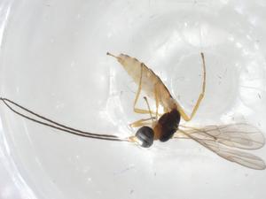  ( - CBG-A06282-E10)  @11 [ ] CreativeCommons - Attribution (2023) Centre for Biodiversity Genomics Centre for Biodiversity Genomics