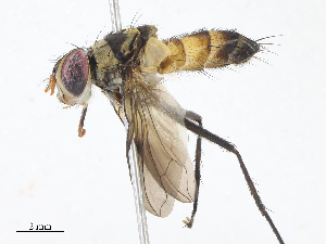  (Zelia Malaise5689 - CBG-A07049-D09)  @11 [ ] CreativeCommons - Attribution Share - Alike (2023) CBG Photography Group Centre for Biodiversity Genomics