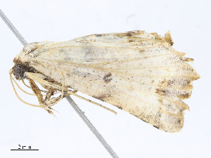  ( - CBG-A07051-A08)  @11 [ ] CreativeCommons - Attribution Share - Alike (2023) CBG Photography Group Centre for Biodiversity Genomics